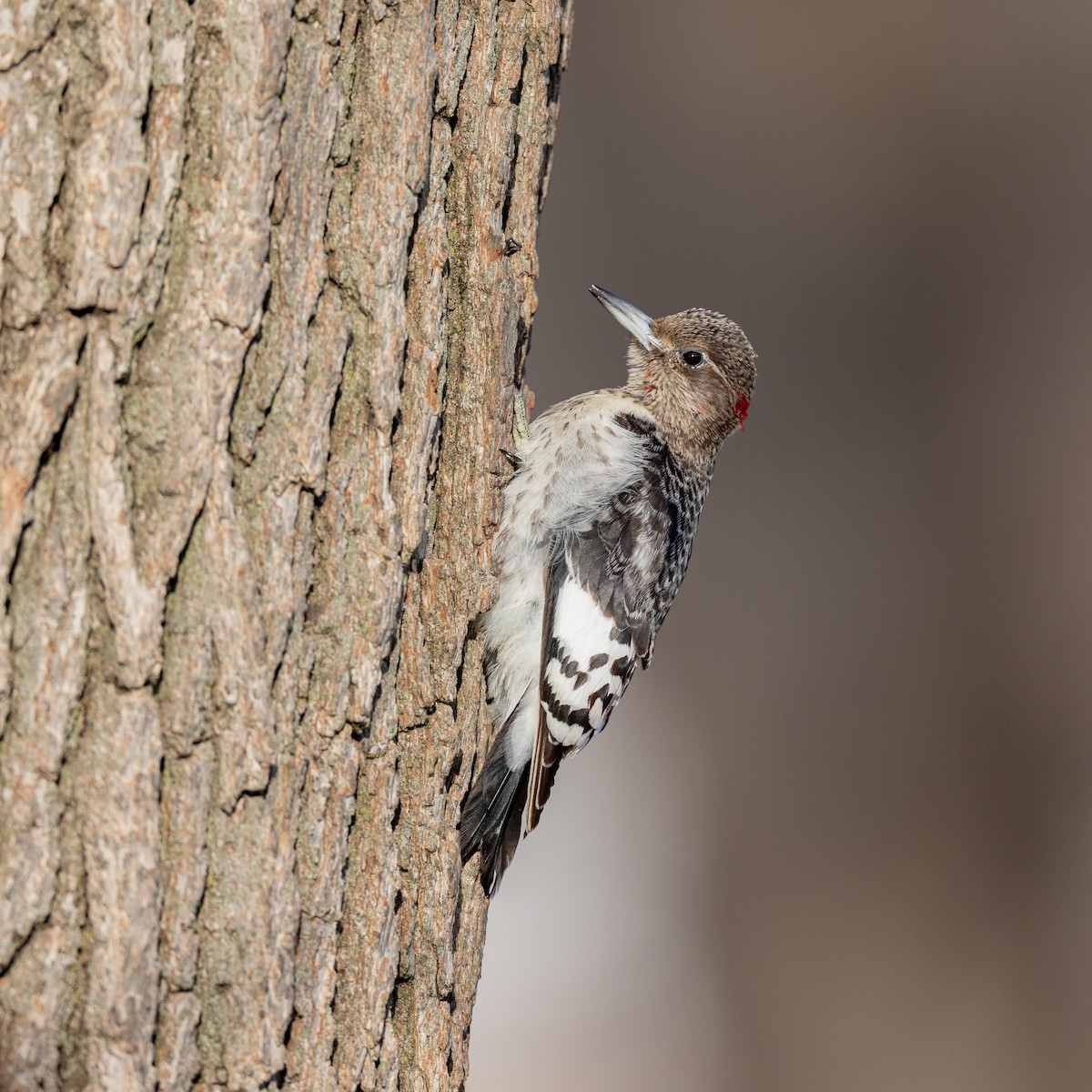 Pic à tête rouge - ML647887296