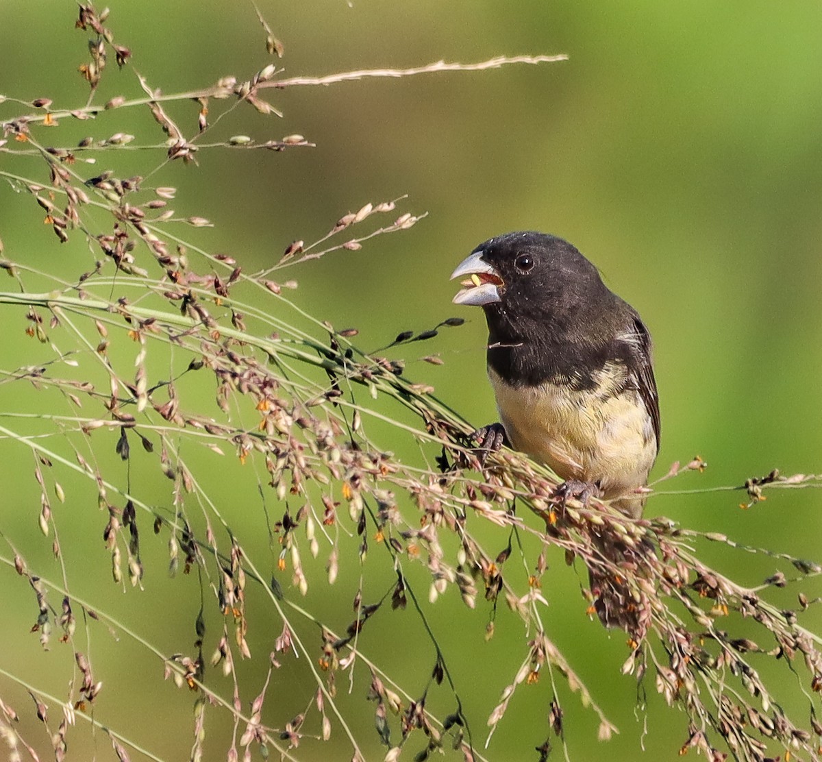 Sporophile à ventre jaune - ML647887297
