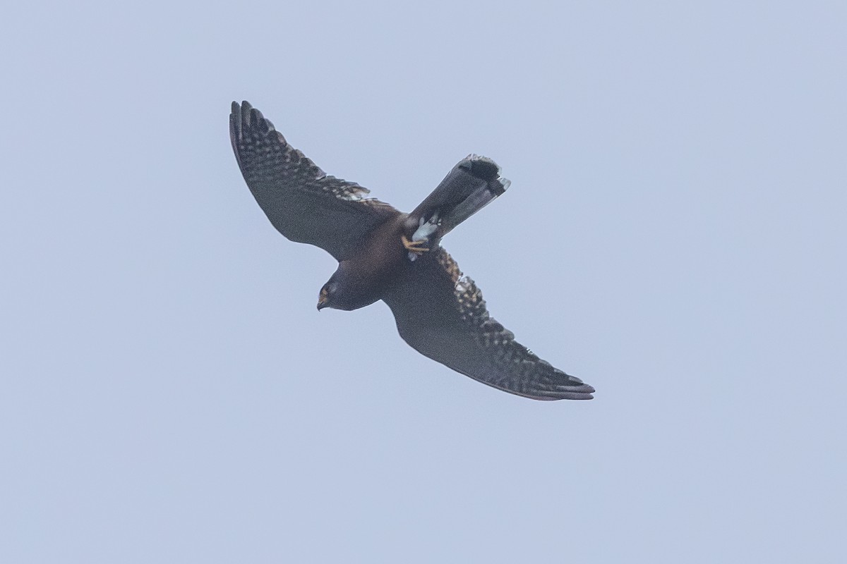 Bulbul des jardins - ML647887301