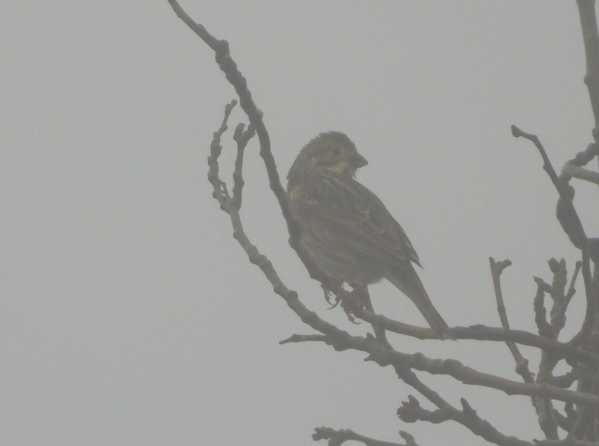 Bruant des roseaux - ML647887302