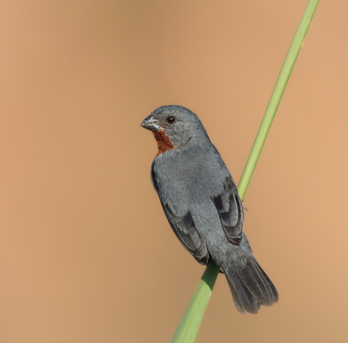 Sporophile à ventre châtain - ML647887303