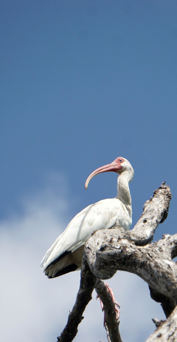 White Ibis - ML647887308