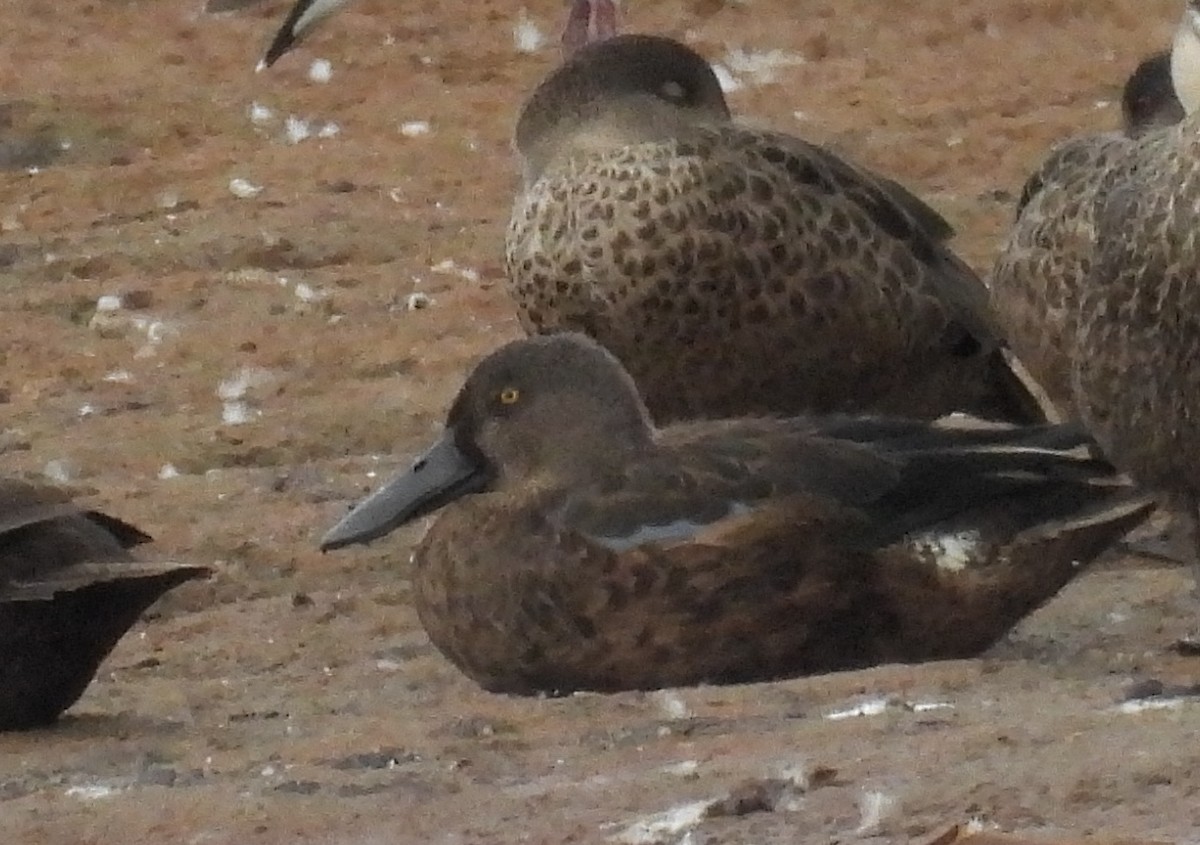 Australasian Shoveler - ML647887309