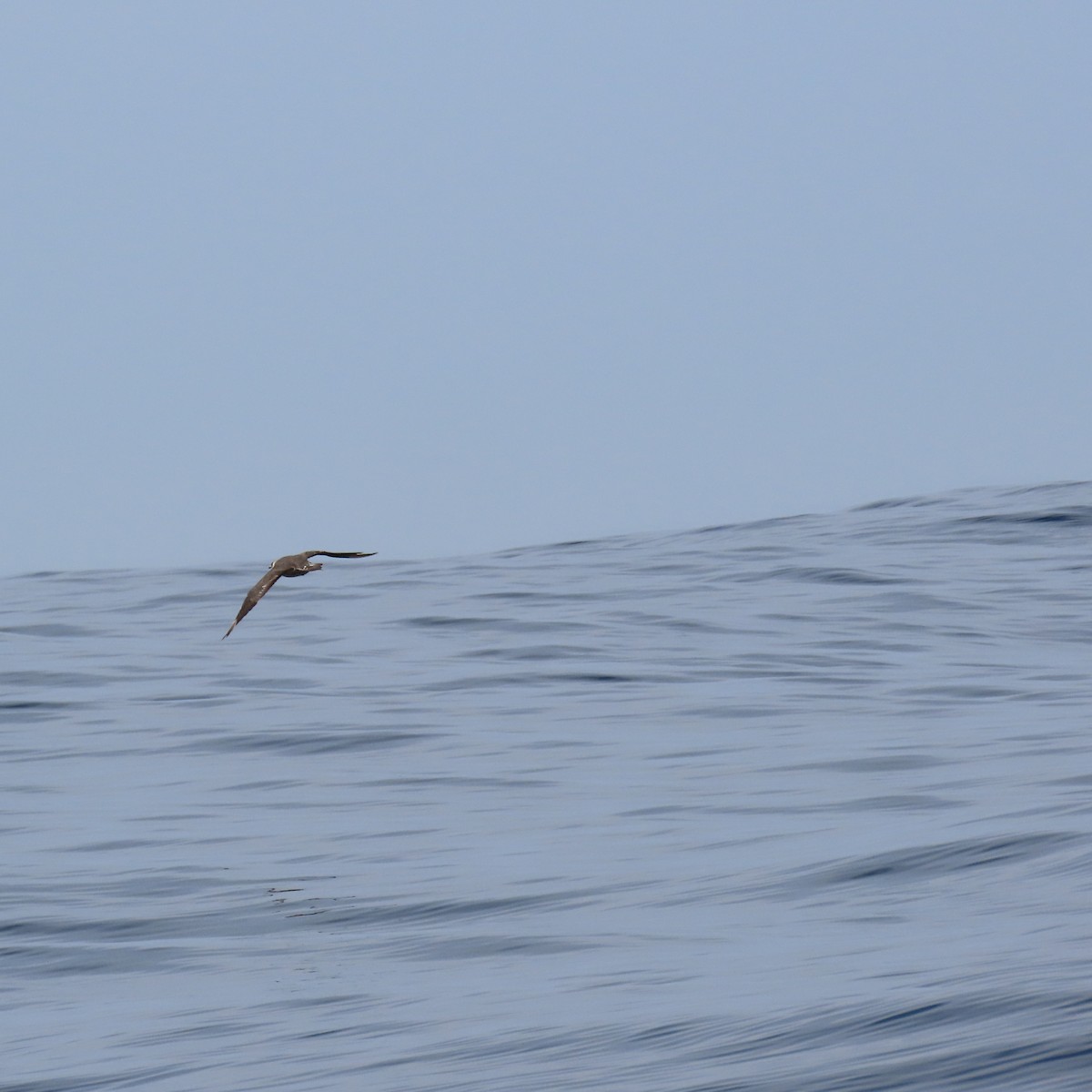 chaluha příživná - ML647887315