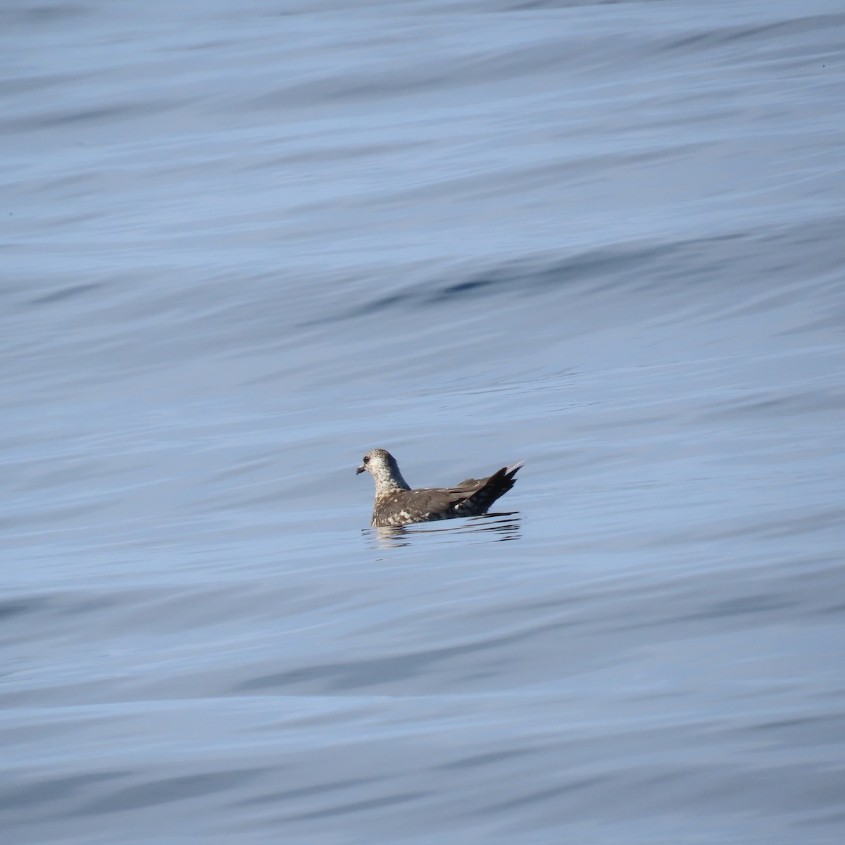 chaluha příživná - ML647887316