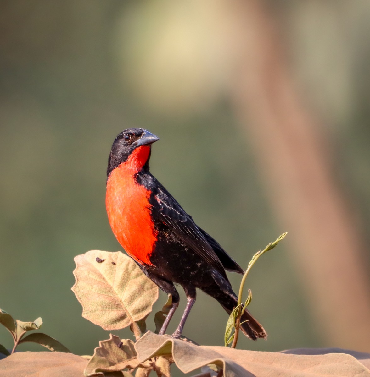 Red-breasted Meadowlark - ML647887319