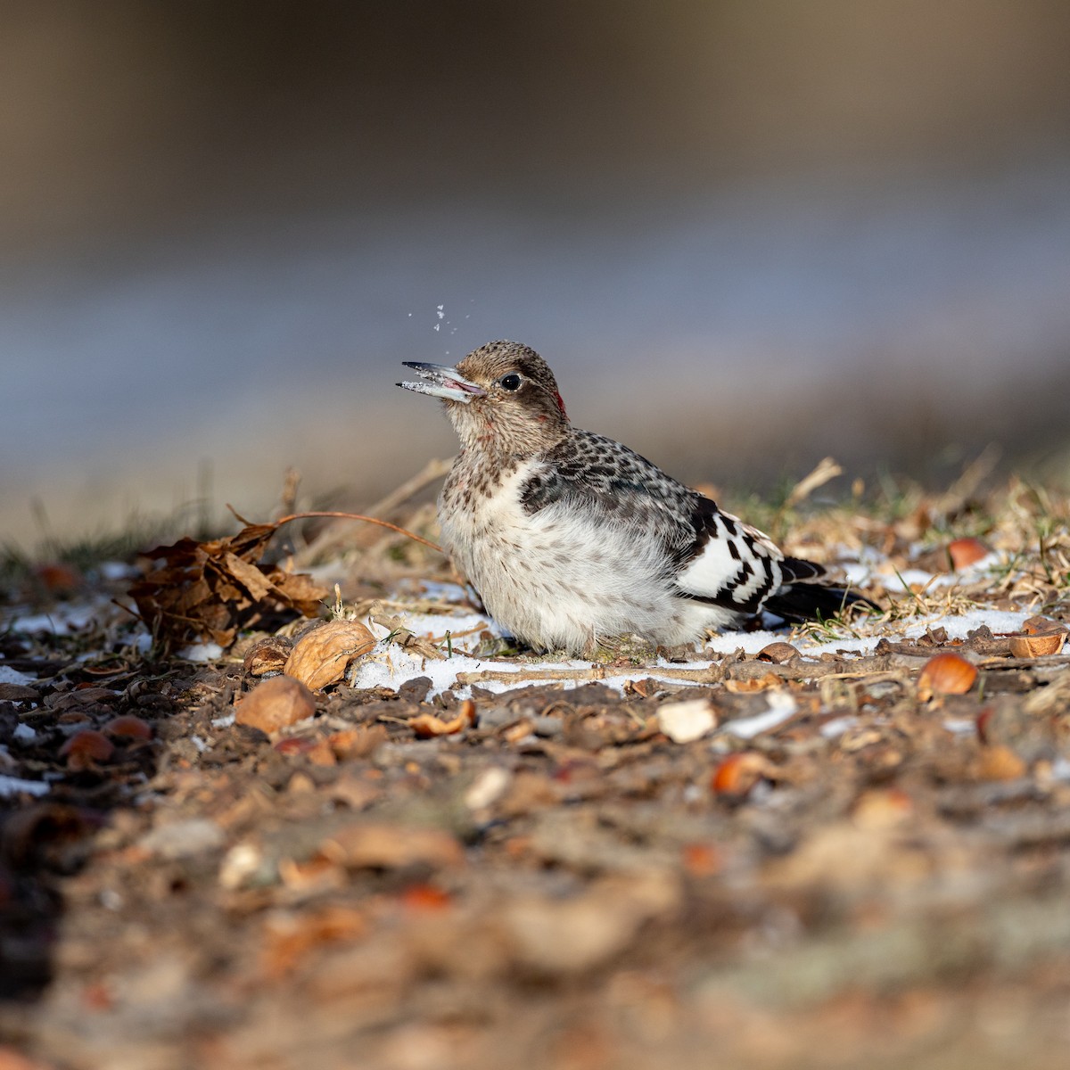 datel červenohlavý - ML647887320