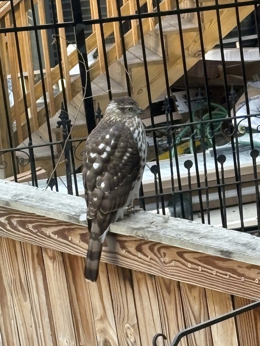 jestřáb americký - ML647887321