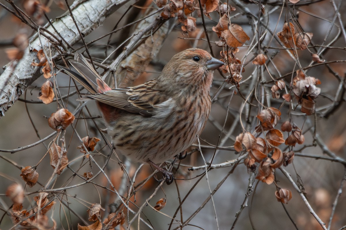 hýl růžový - ML647887327