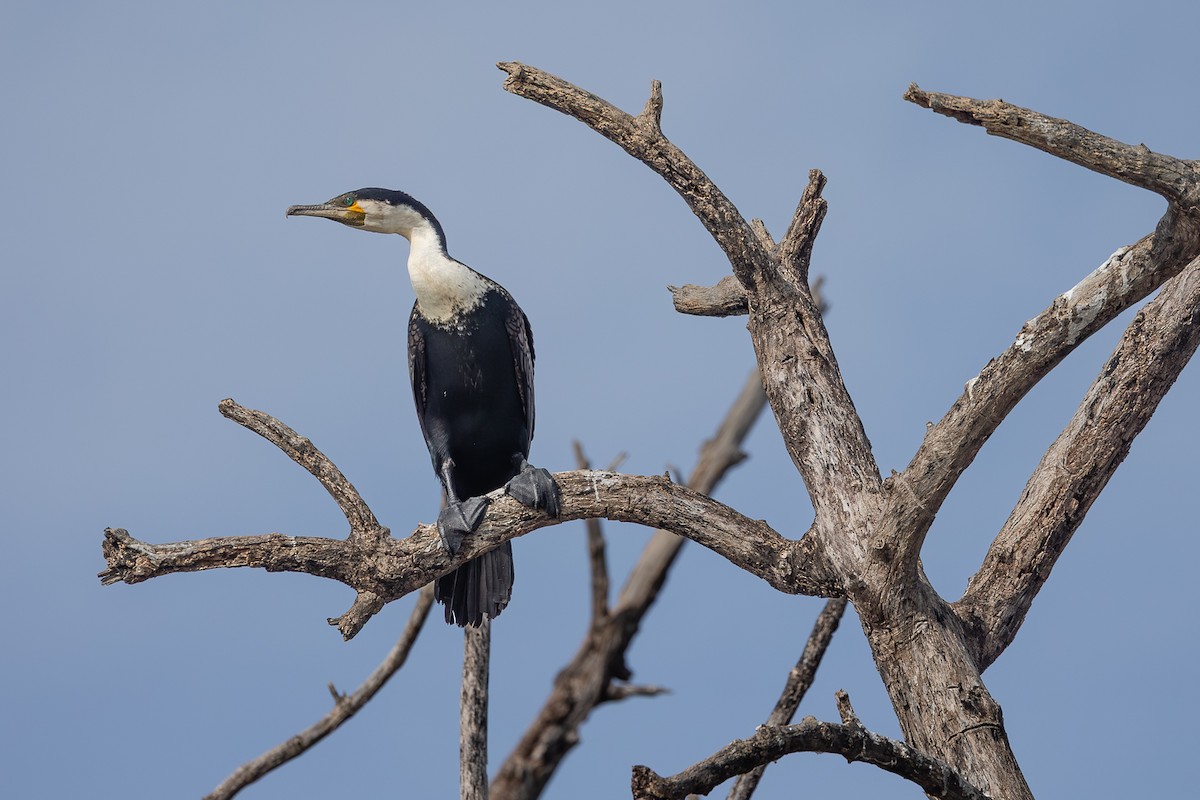 kormorán velký - ML647887328