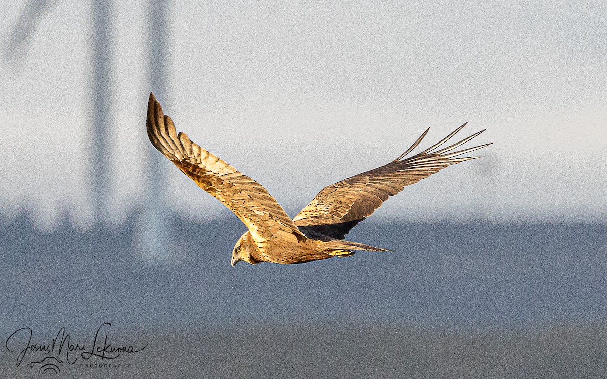 moták pochop - ML647887329