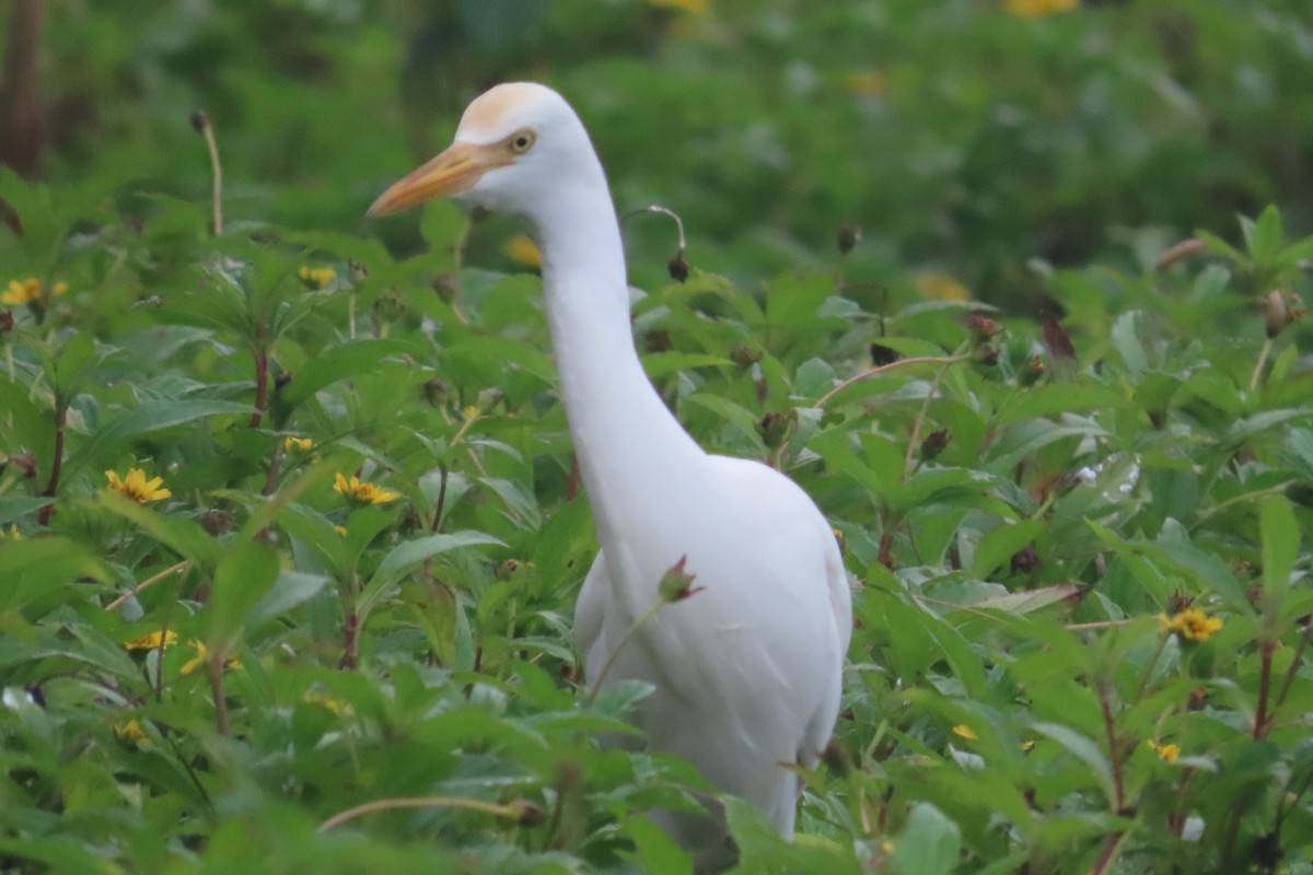 volavka dobytčí - ML647887331