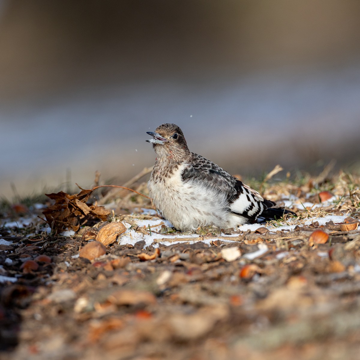 datel červenohlavý - ML647887333