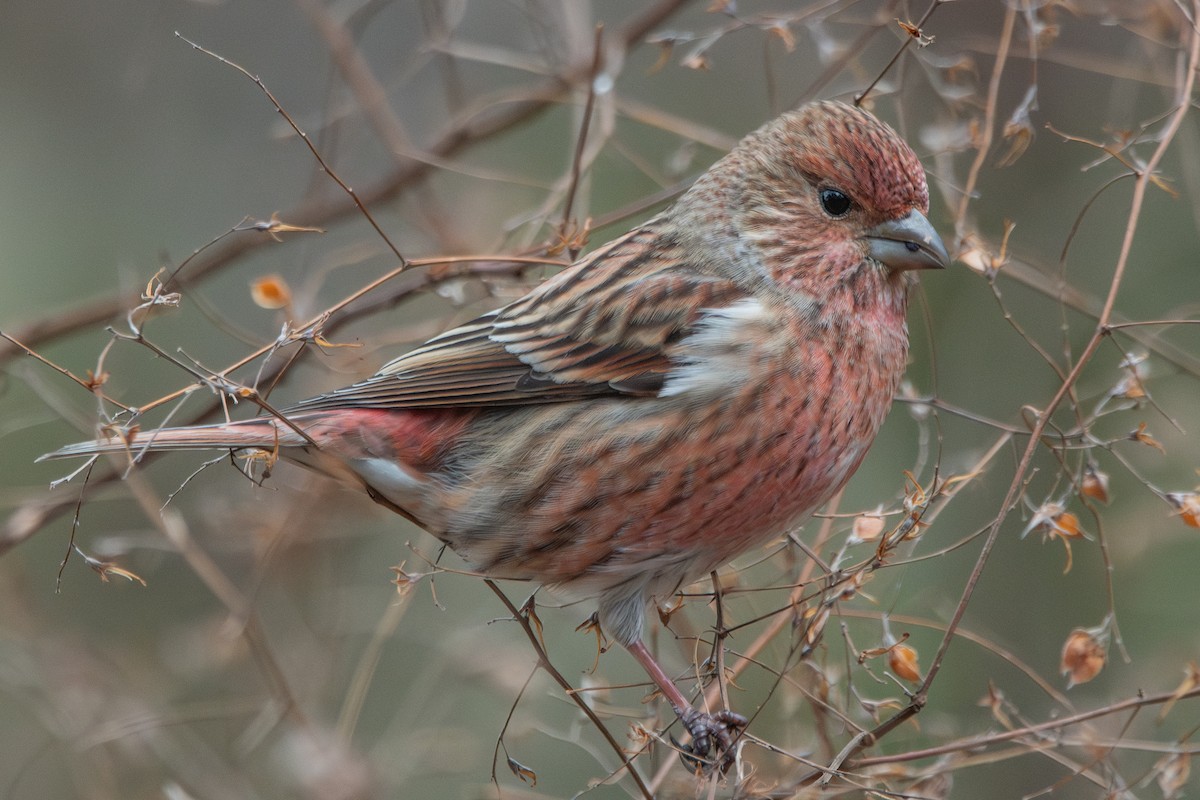 hýl růžový - ML647887334