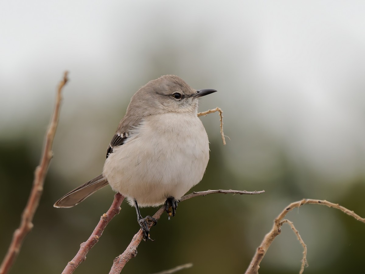 drozdec mnohohlasý - ML647887337