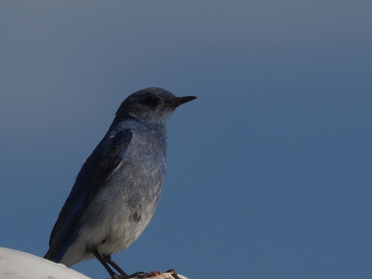 salašník horský - ML647887339