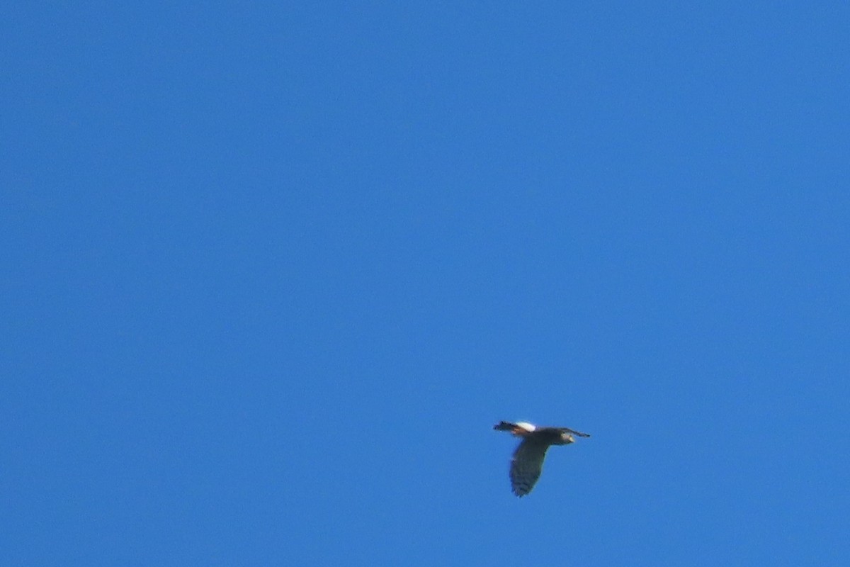 krahulák chocholatý - ML647887342