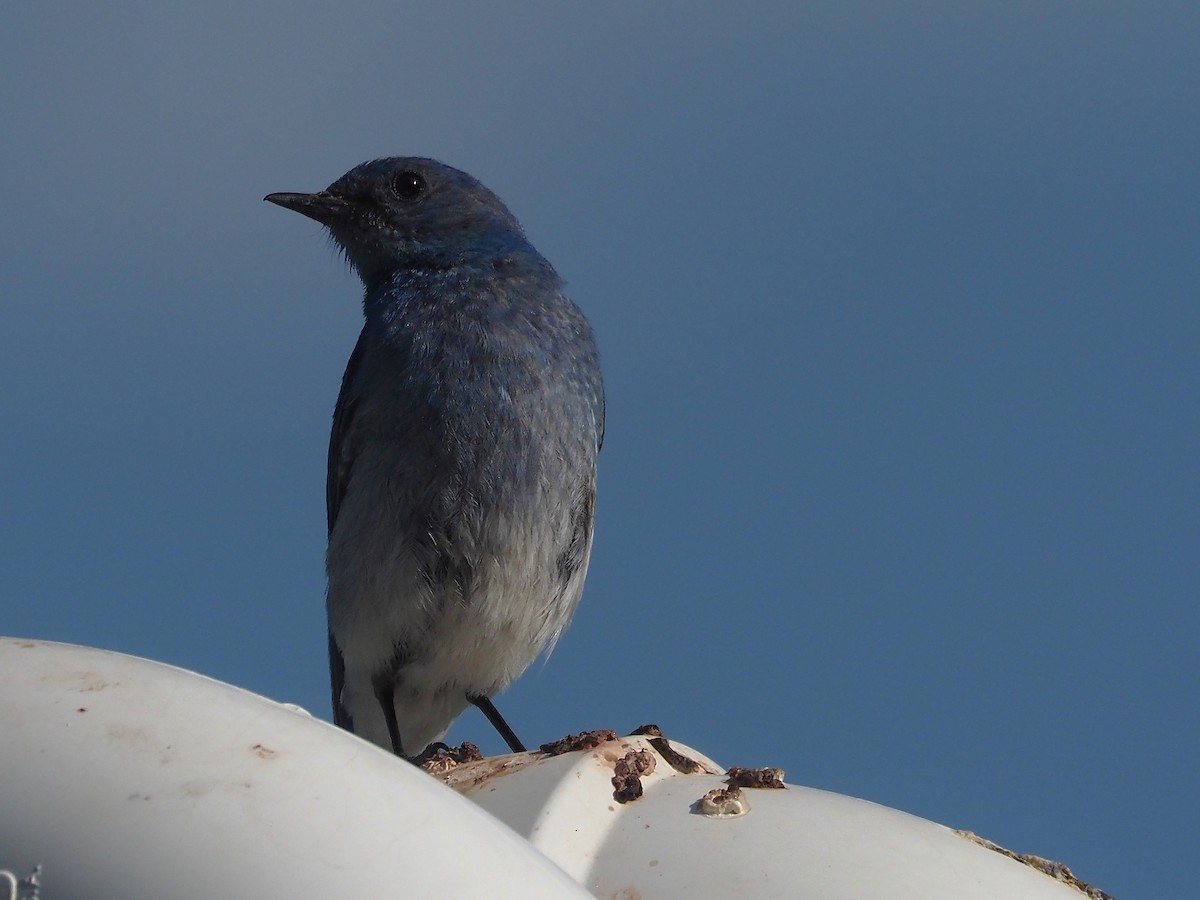 salašník horský - ML647887343