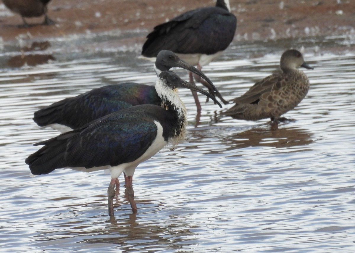 ibis slámokrký - ML647887345