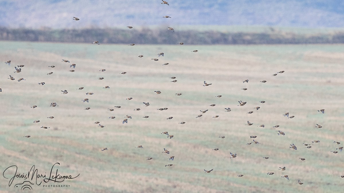 konopka obecná - ML647887350