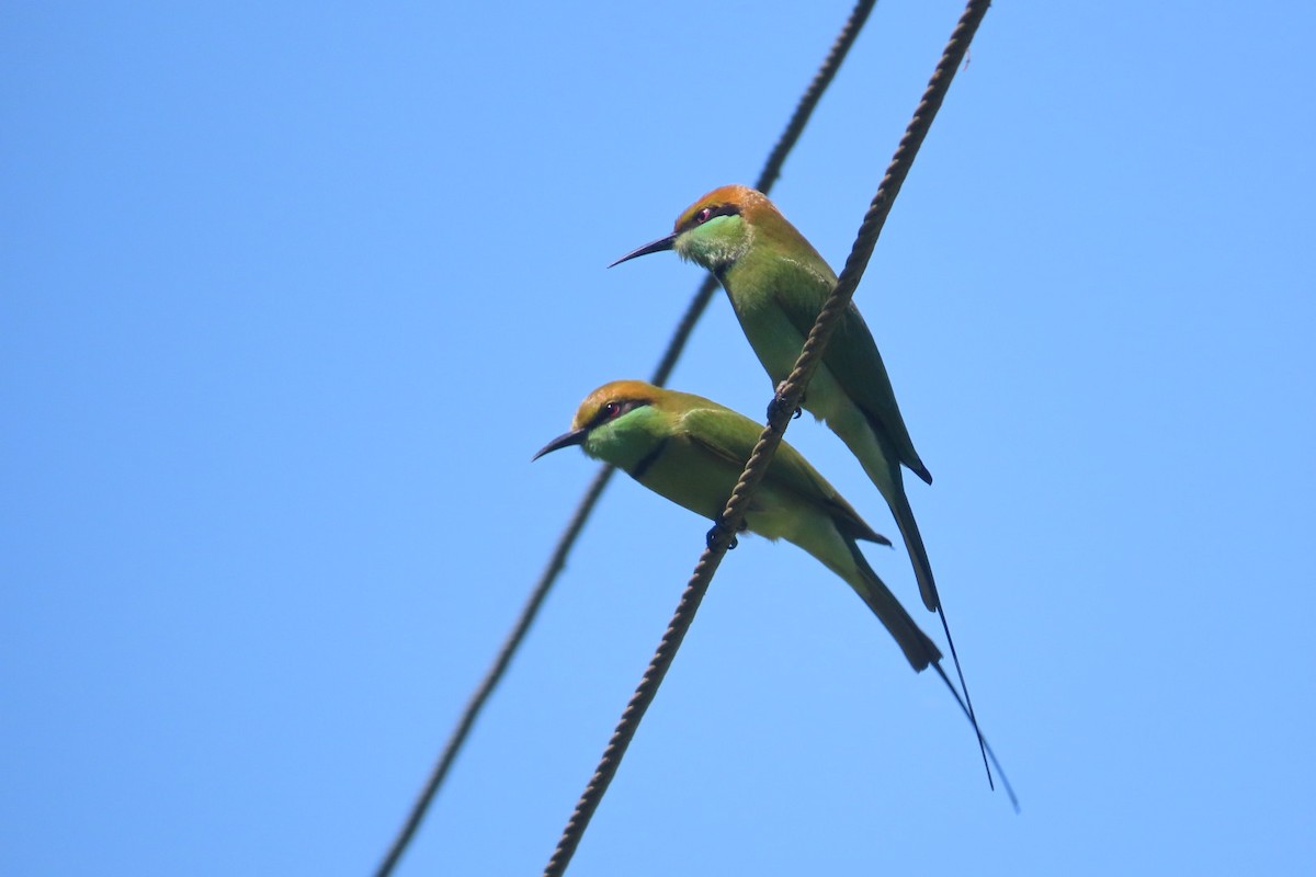 vlha indická - ML647887351