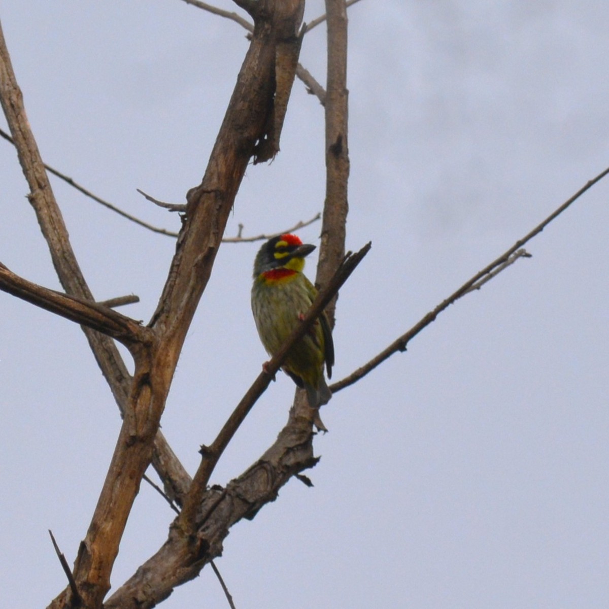 barbet zvučnohlasý - ML647887352