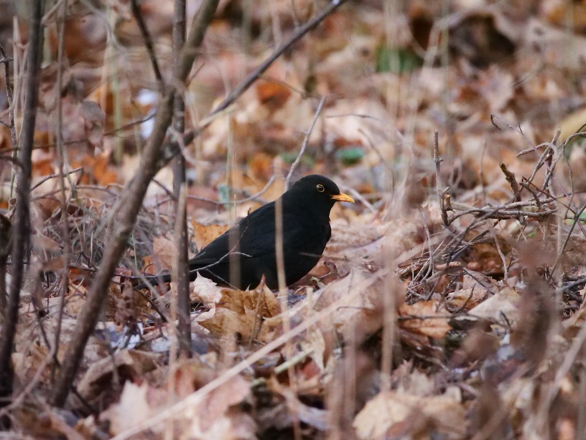 kos černý - ML647887354