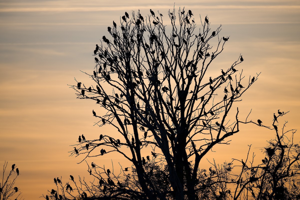 kormorán velký - ML647887355