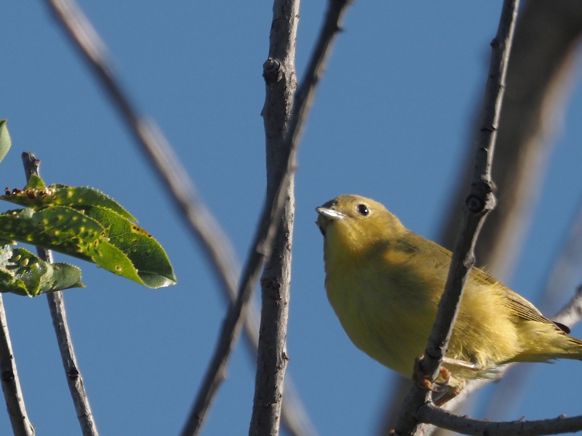 lesňáček zlatotemenný - ML647887356