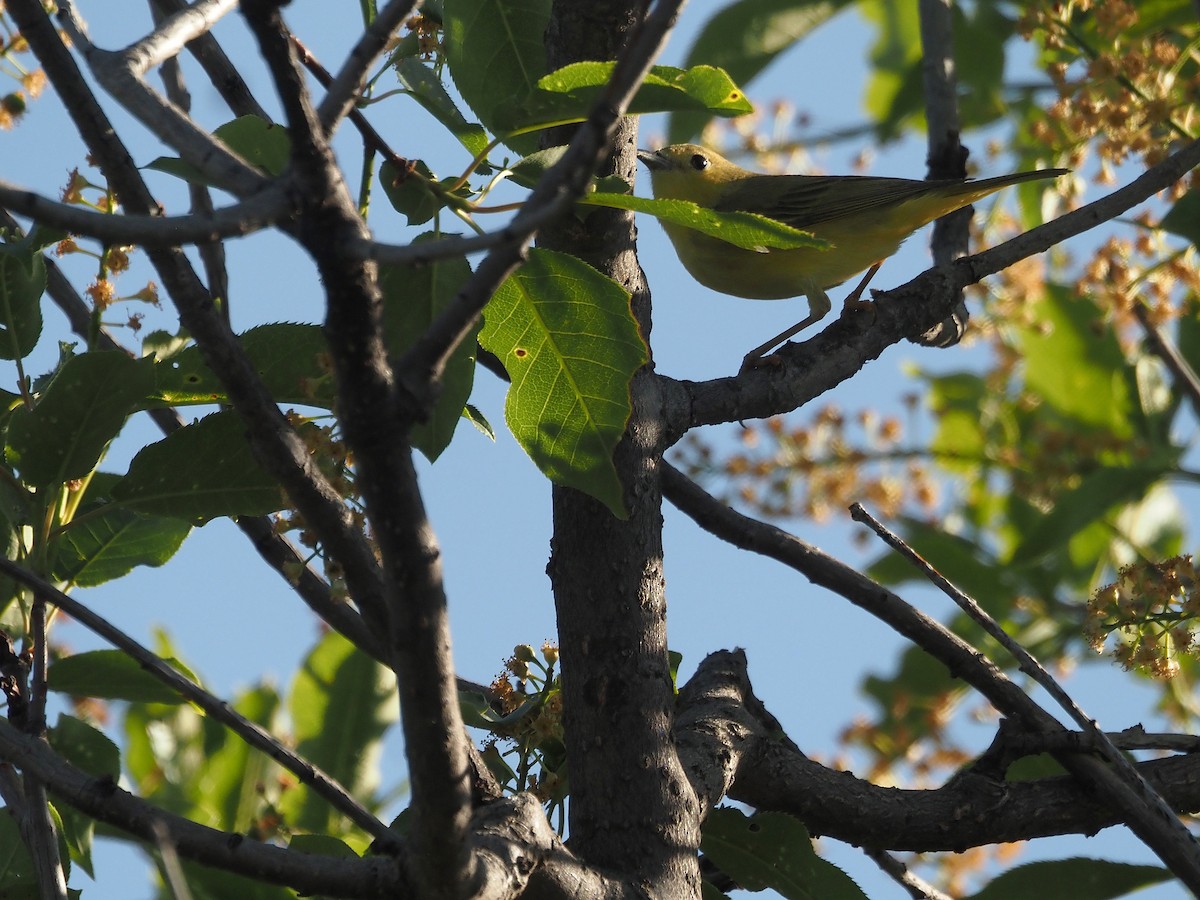 Sarı Ötleğen - ML647887364