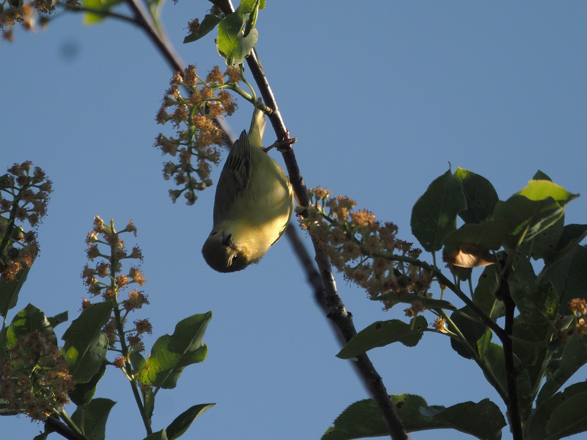 Sarı Ötleğen - ML647887368