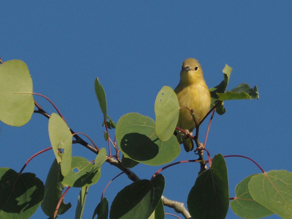 Sarı Ötleğen - ML647887372