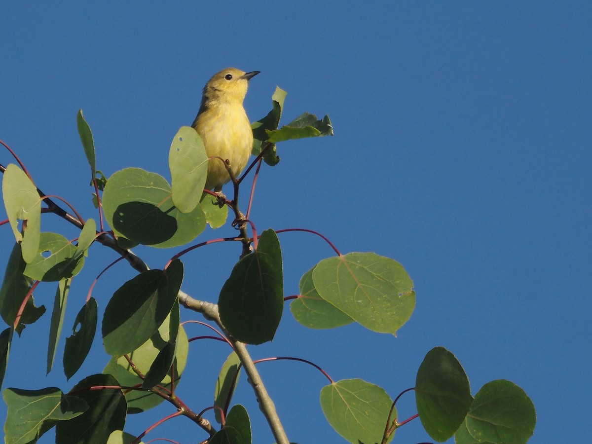 Sarı Ötleğen - ML647887377