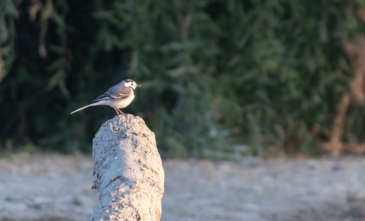 白鶺鴒 - ML647887382