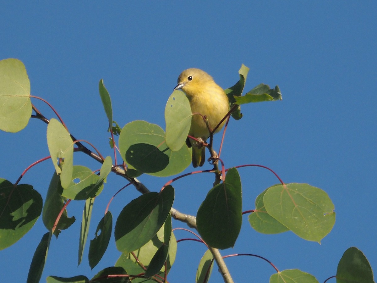 Sarı Ötleğen - ML647887388