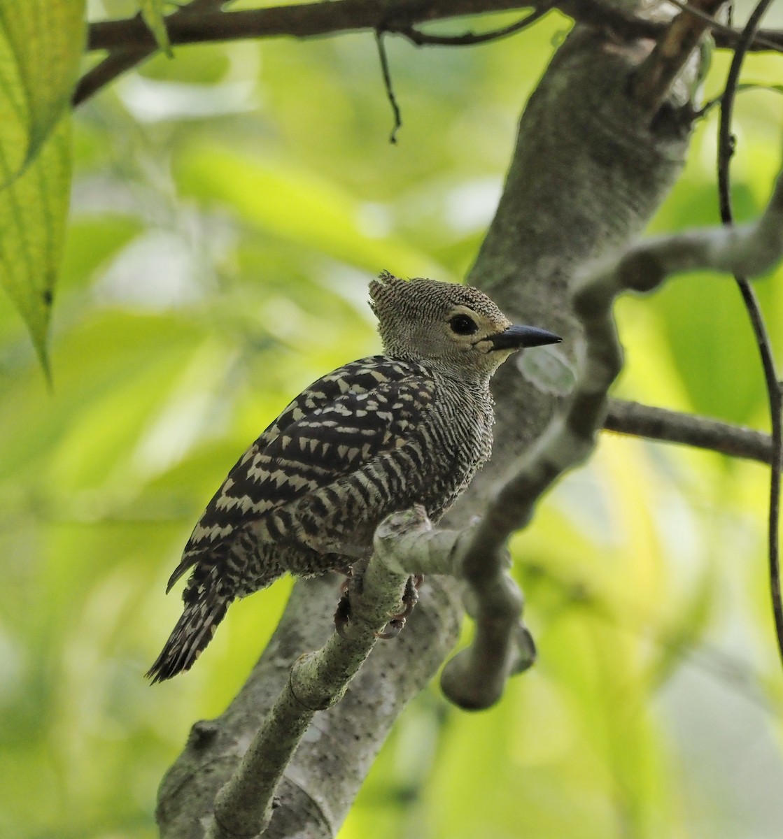 Buff-rumped Woodpecker - ML647887390