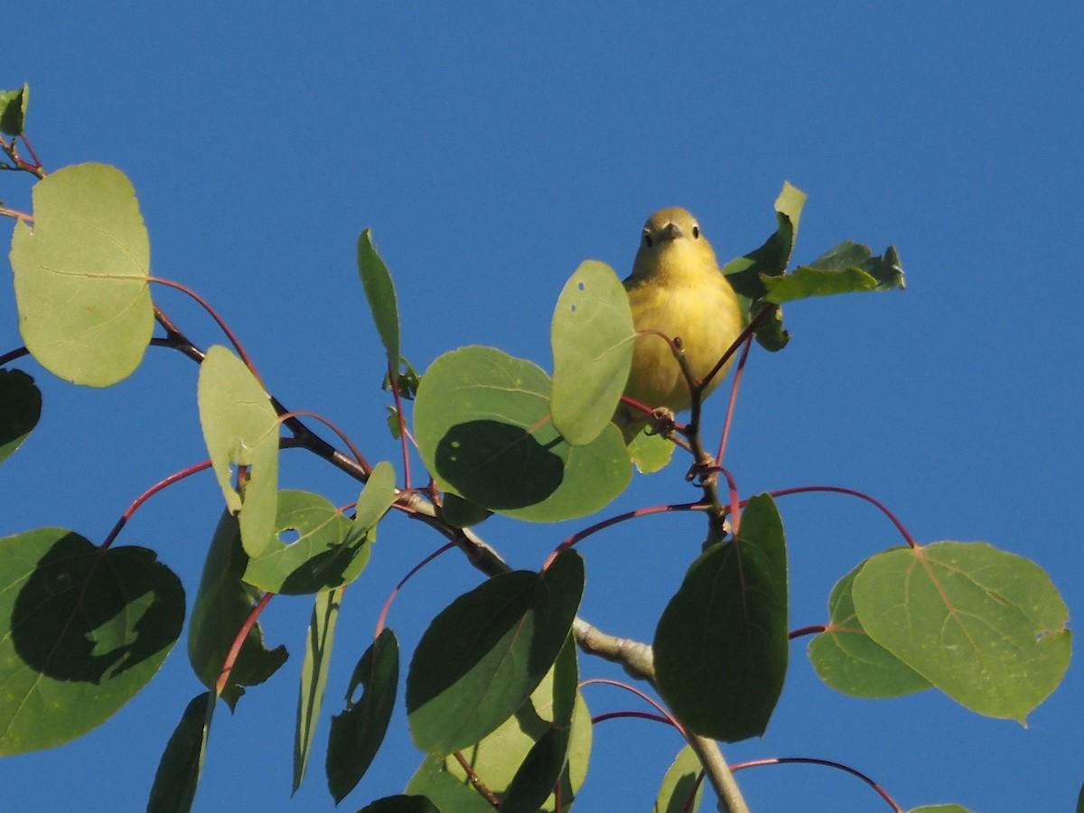 Sarı Ötleğen - ML647887396