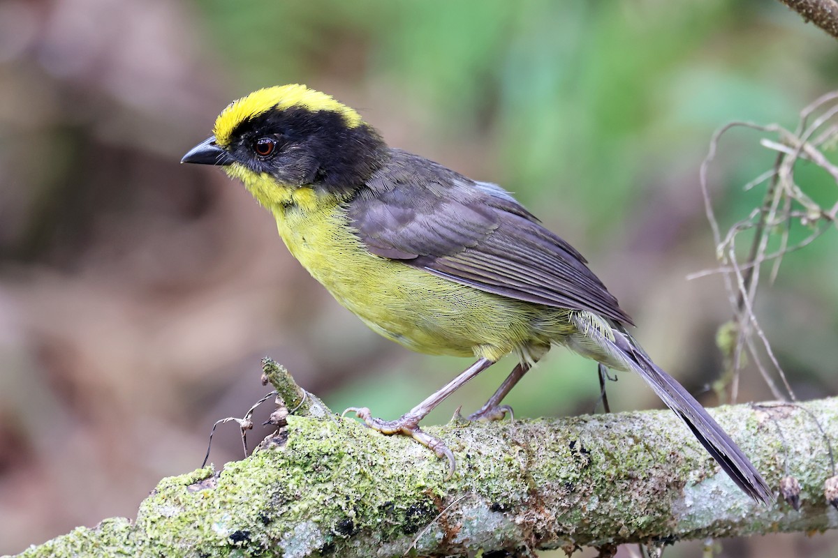 Golden-crowned Brushfinch - ML647887399