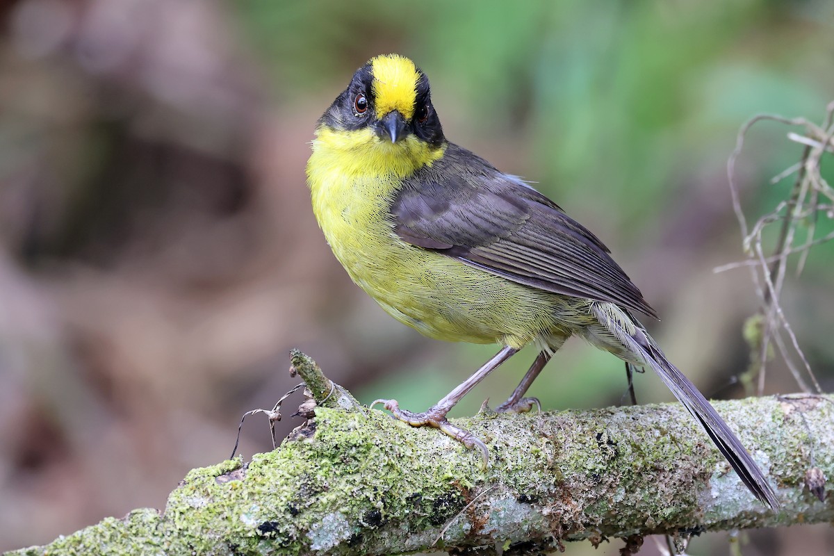 Golden-crowned Brushfinch - ML647887402