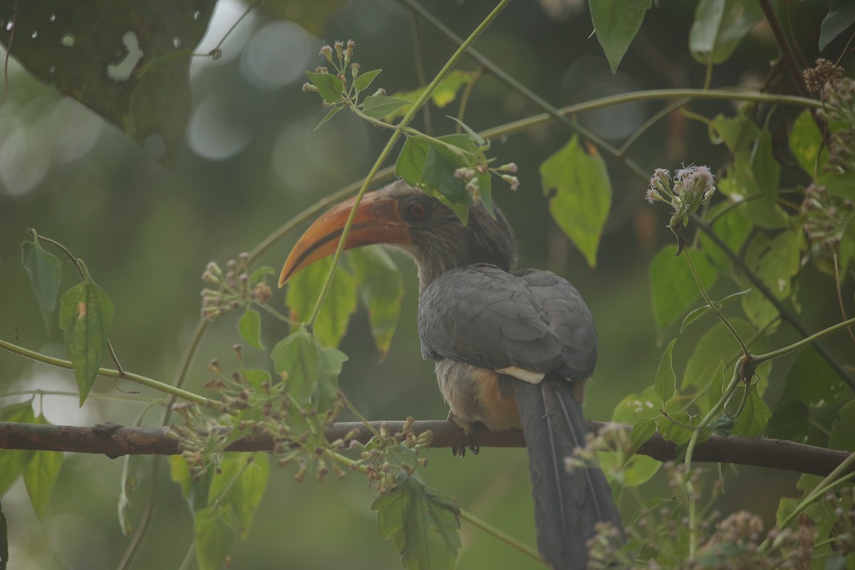 Malabar Gray Hornbill - ML647887403