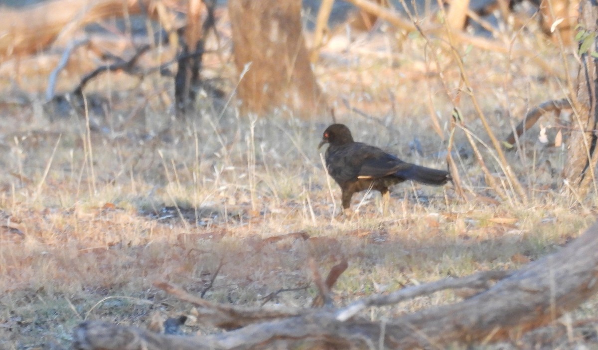 White-winged Chough - ML647887405