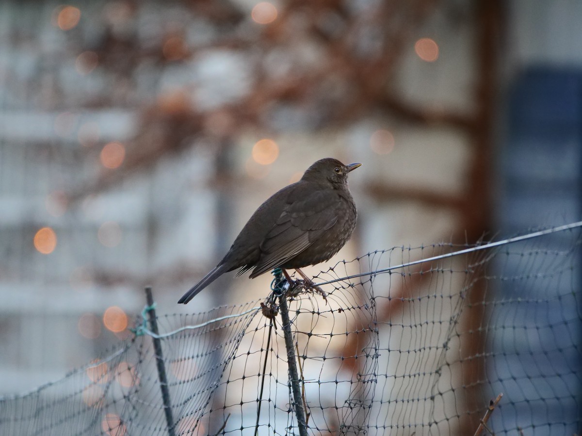 Eurasian Blackbird - ML647887407