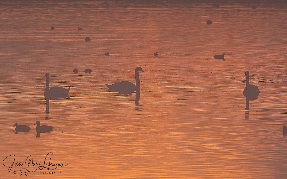 疣鼻天鵝 - ML647887410