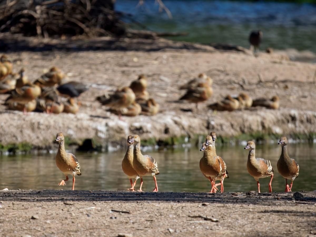 Plumed Whistling-Duck - ML647887411