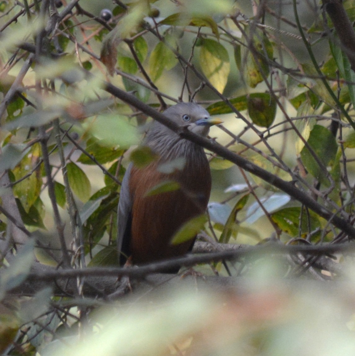 灰頭椋鳥 - ML647887412