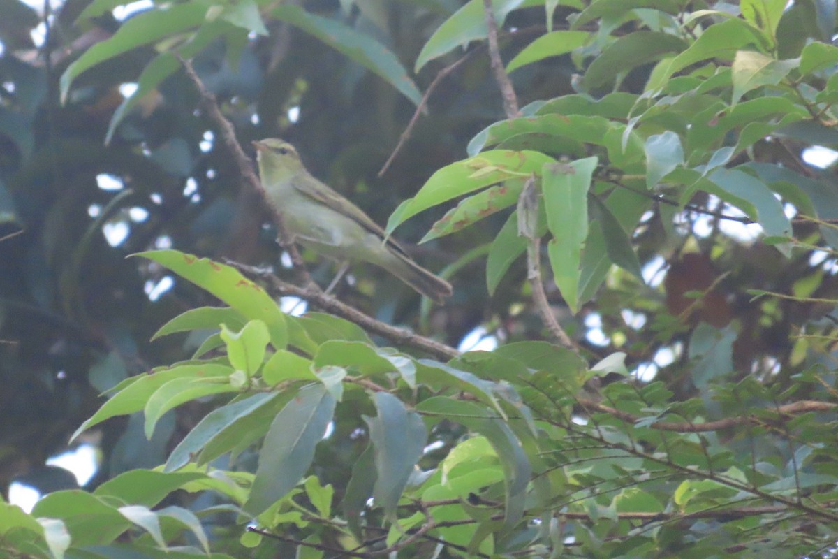Large-billed Leaf Warbler - ML647887413