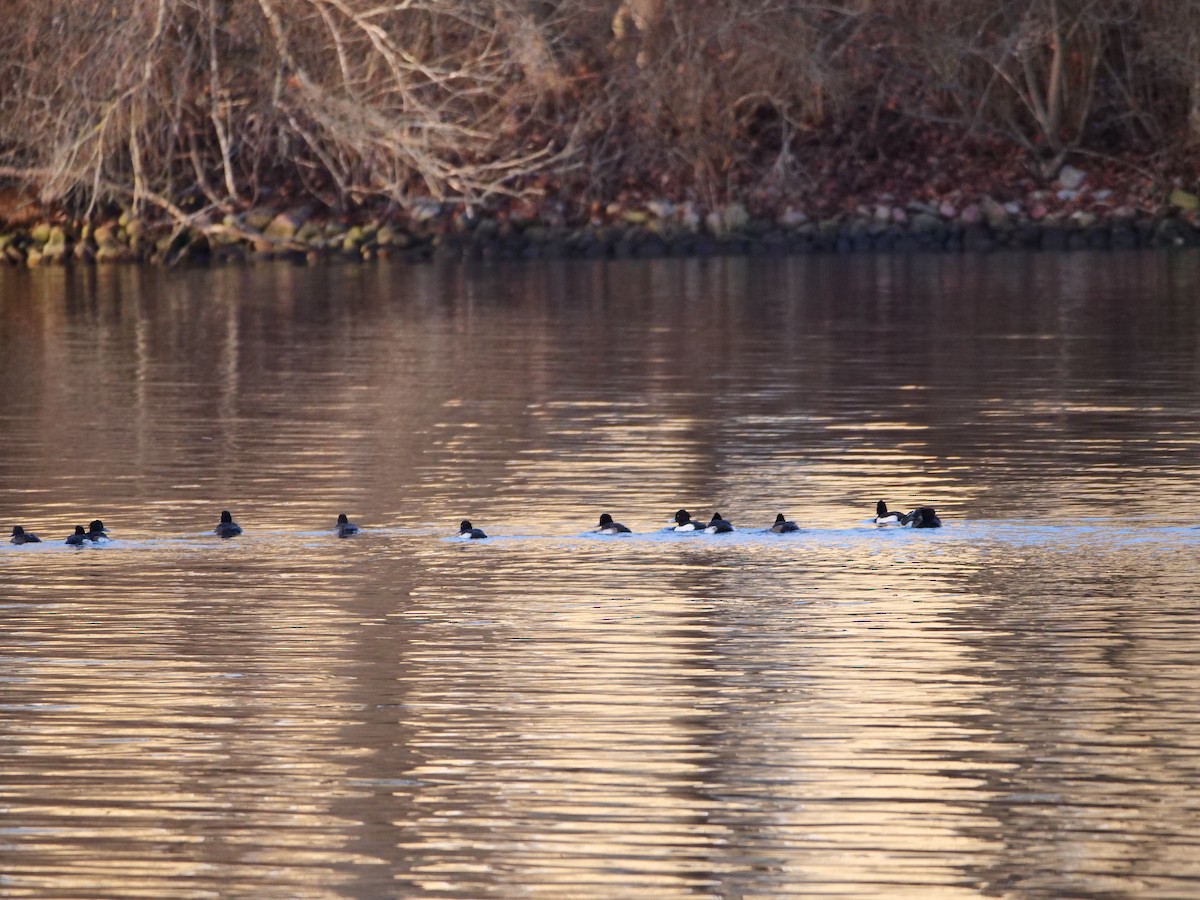 鳳頭潛鴨 - ML647887414