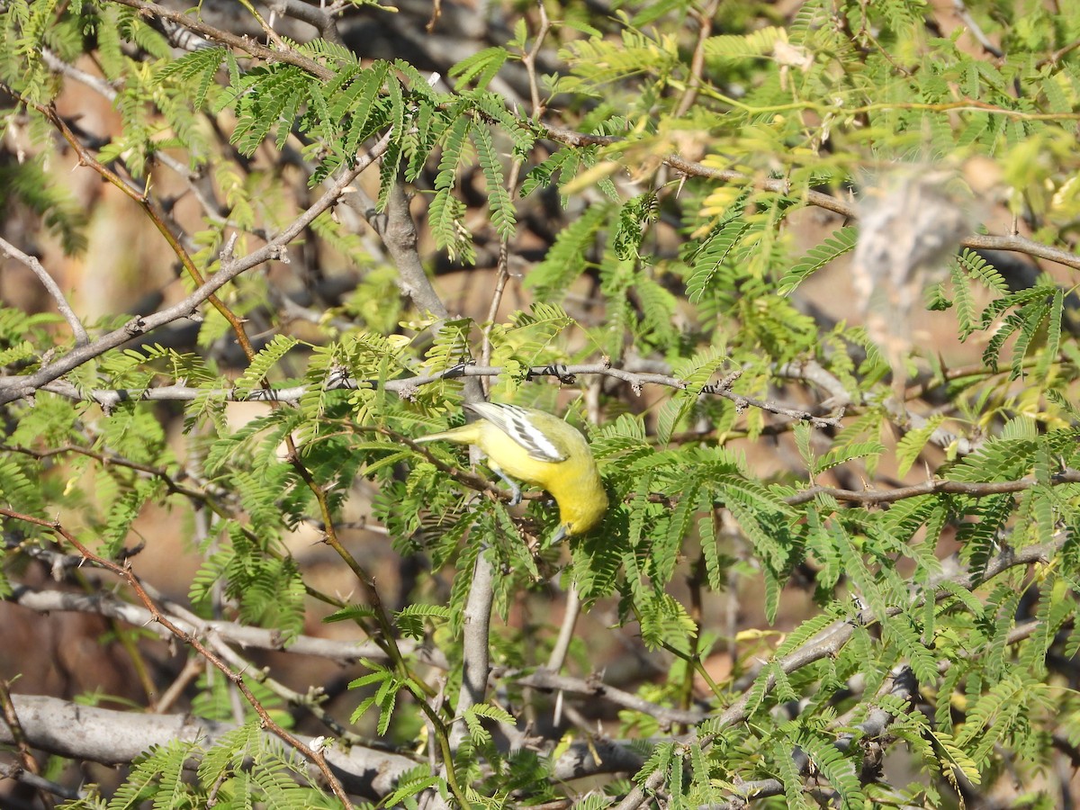 Common Iora - ML647887415