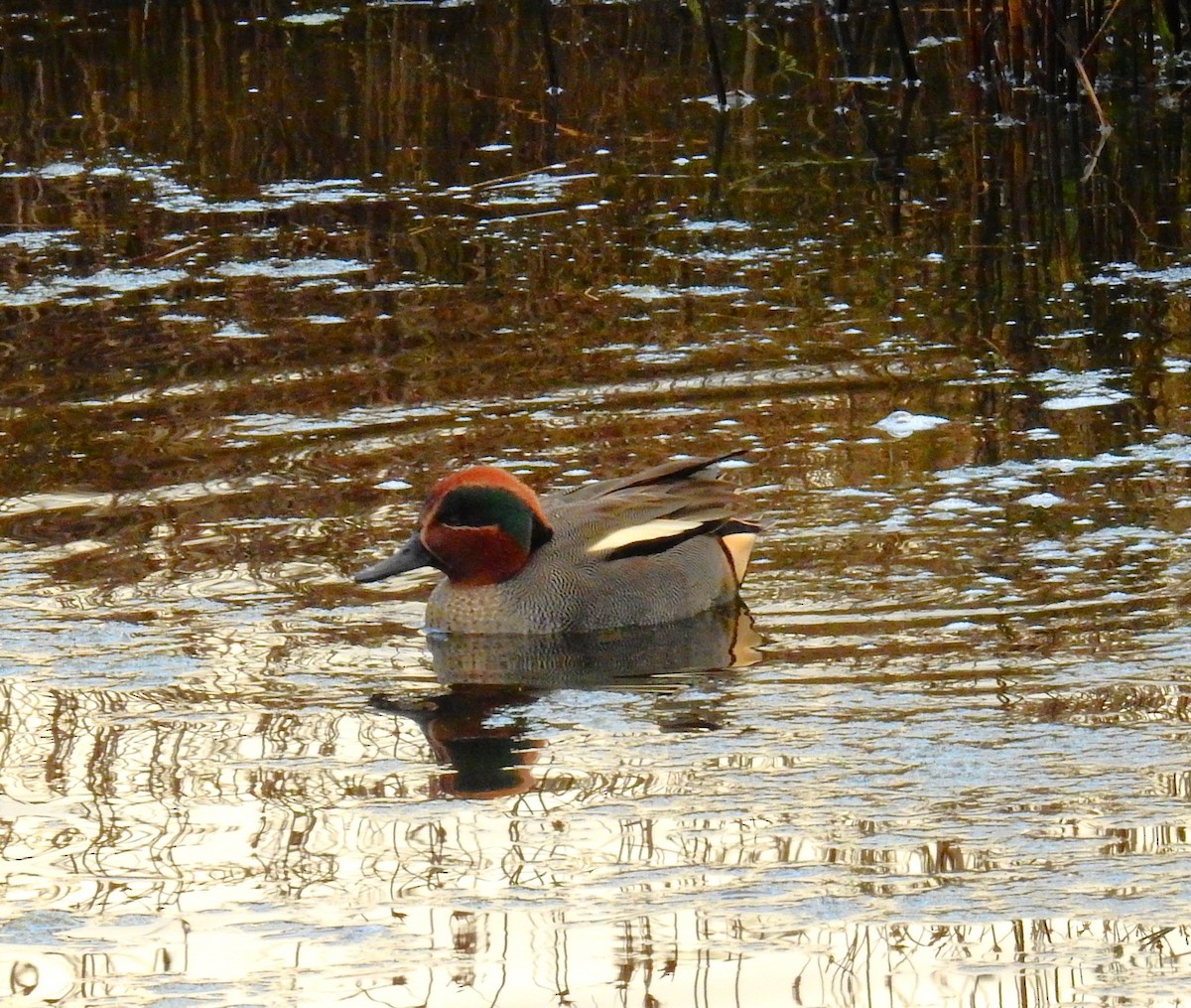 小水鴨 - ML647887417