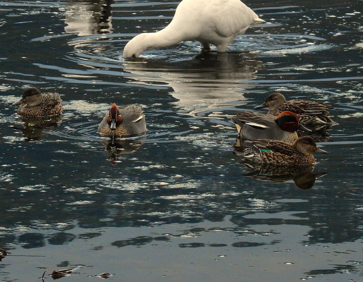 小水鴨 - ML647887418